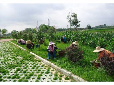綠化養(yǎng)護服務(wù)